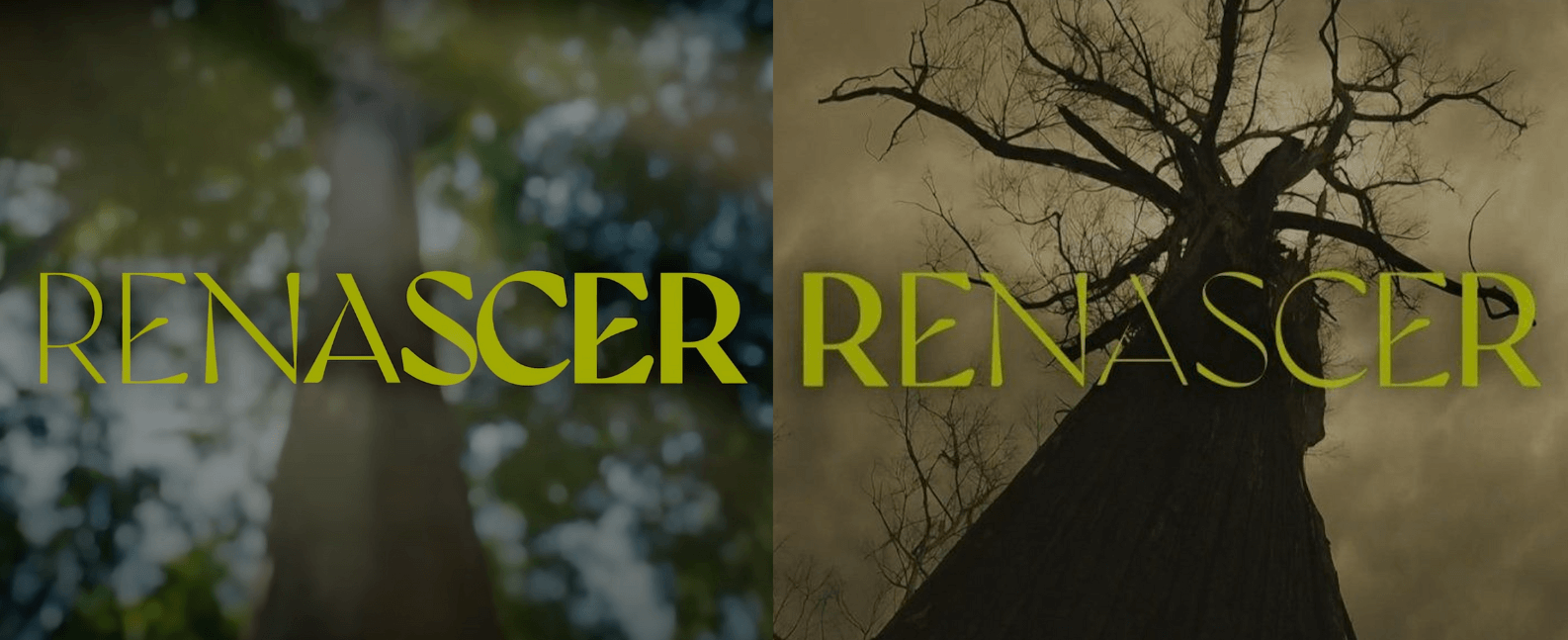 Two shots from Renascer's opening credits: a lush tree and one that's dying 