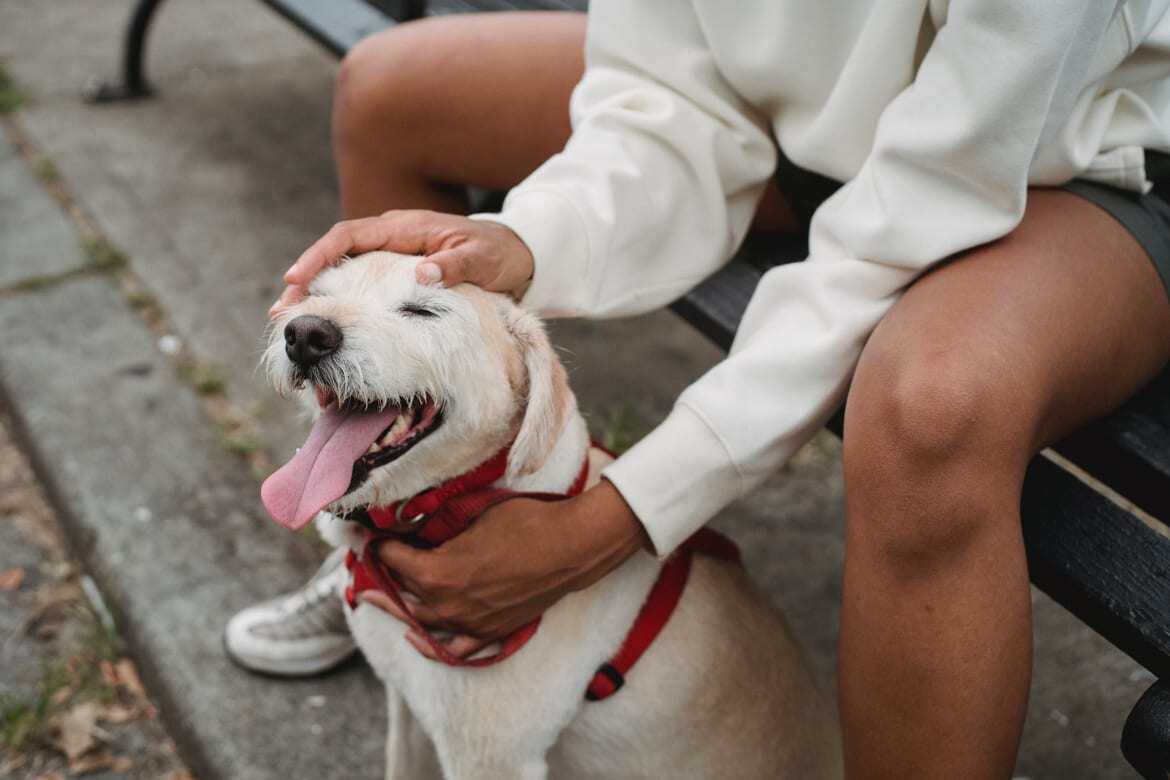 Person sitting on a park bench, petting their dog 