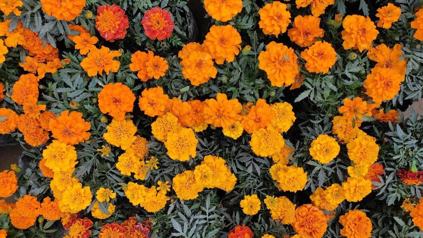 Various shades of marigolds, viewed from above 